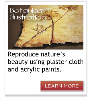 Botanical Illustrations