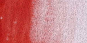 Rose Dor&eacute;