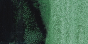 Green Olive