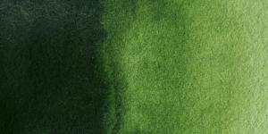 Sap Green