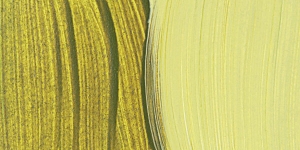 Green Gold
