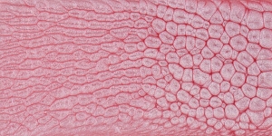 Icy Pink