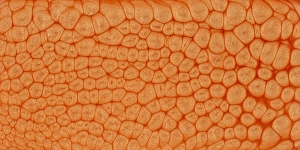 Mandarin