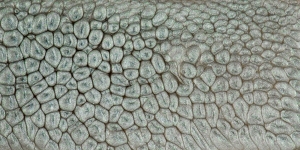 Moonstone