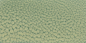 Pearl Green