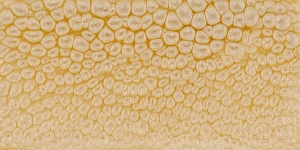 Summer Yellow