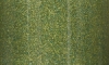 Citrus