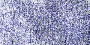 Brilliant Purple