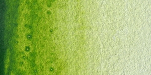 Green Olive