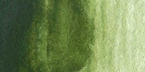 Sap Green Permanent