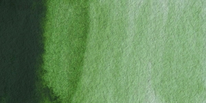 Hooker's Green