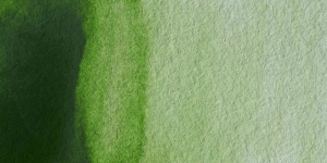 Permanent Sap Green