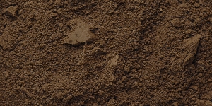 Burnt Umber