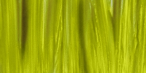 Sandalwood Green