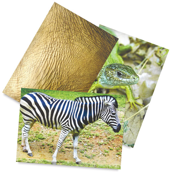 Nature’s Attire, Pkg of 40 Sheets