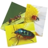 Nature’s Mini Beasts, Pkg of 40 Sheets