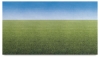 Summer Horizon