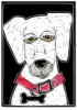 Zoey Dog, Step-by-Step Project Kit