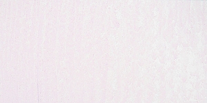 Magenta Violet947