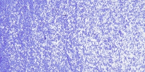Ultramarine Blue