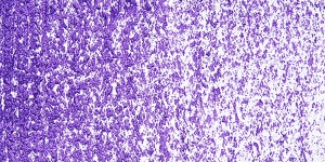 Dioxazine Violet