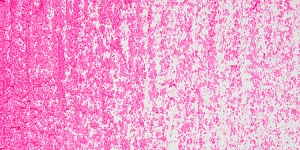 Fluorescent Pink