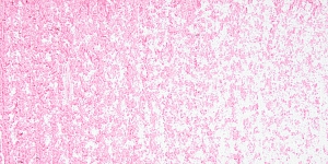 Rose Pink
