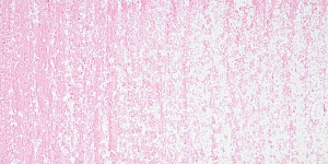Rose Pink Pale