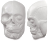 Anatomical Skull