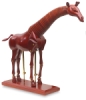 Giraffe Manikin