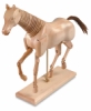 Horse Manikin