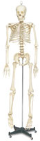 Life Size Skeleton
