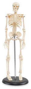 My First Skeleton