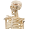 My First Skeleton