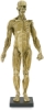 Male Anatomical Figure