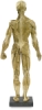 Anatomical Figure, Back View
