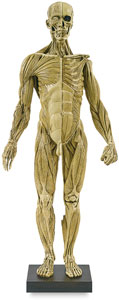 Anatomical Figure, Front View Anatomical Figure, Front View