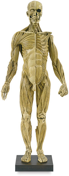 Anatomical Figure, Front View