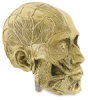 Head Detail, Face