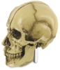 Head Detail, Skull