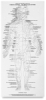 Anatomical Reference Guide