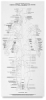 Anatomical Reference Guide