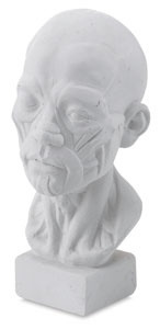 Anatomic Head