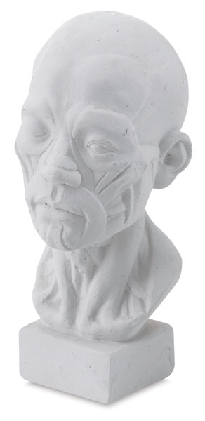 Anatomic Head