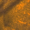 Pumpkin Orange Pumpkin Orange