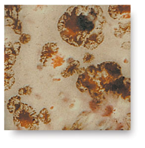 Yadro Print, CG-795