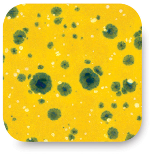 Buttercup, CTL-61