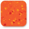 Summer Mango, CTL-67 Summer Mango, CTL-67