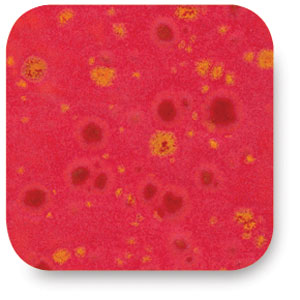Watsonia Red, CTL-52