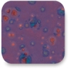 Purple Blaze, CTL-71 Purple Blaze, CTL-71